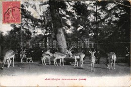 * T4 Antilope Cervicapra (Inde) (pinhole) - Zonder Classificatie