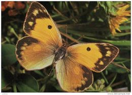 Açores - Azores - Insectes -  Butterfly - Papillon - Portugal (2 Scans) - Açores