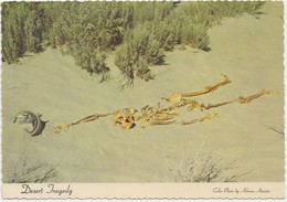 Desert Tragedy, Skeleton In The Nevada Desert, 1972 Used Postcard [21035] - Autres & Non Classés