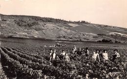 51-AY- SCENE DE VENDANGES - Ay En Champagne