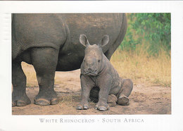 White Rhino Rhinoceros South Africa - Rhinoceros