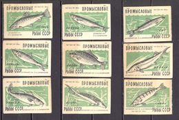 Russia - Set Of Matchebox Labels, With Images Of Various Russian Fish / 2 Scans - Boites D'allumettes - Etiquettes