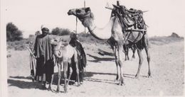 AFRIQUE,CARTE PHOTO,afrika,EGYPTE,EGYPT,,CHAMEAU,AGRICU LTEUR,CAMEL IN THE FIELD,METIER,PAYSAN DU DESERT,LUXOR,LOUXOR - Louxor