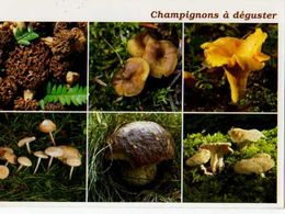 Champignons A Deguster Morille,Girolle Grise,Girolle Jaune,Faux Mousseron,Cepe De Bordeaux Pied De Mouton - Mushrooms