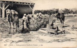 ORAN - Déchargement De Feuilles De Palmier - Chameaux (104142) - Oran