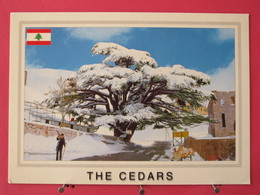 Visuel Très Peu Courant - Liban - Lebanon - The Cedars - Cèdre Millénaire Sous La Neige - Scans Recto-verso - Liban