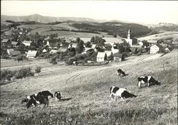 41261308 Saupsdorf Vom Wachberg Kuehe Saupsdorf - Kirnitzschtal