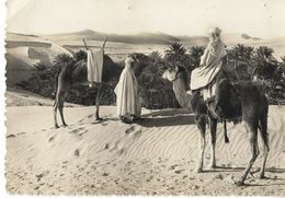 SAHARA - En Vue De La Palmeraie - Sahara Occidental