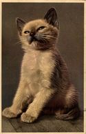 Animal Chat Chaton  Photo 1952 - Chats