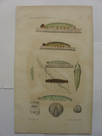 ANCIENNE GRAVURE COULEUR De 1875 - CHENILLE - H. BURMEISTER DEL ET TH. DEYROLLE LITH - CATERPILLAR PRINT - Non Classés