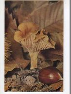 Girole, Chataigne, Photo A Fatras,edite Par Comite National De L'enfance Paris - Mushrooms