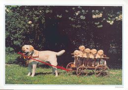 BELGIE/BELGIQUE :1995: Postogram 86** : HONDEN,CHIENS,DOGS,KAR,CHARIOT,CART, - Postogram