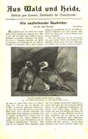 Ein Aussterbender Raubritter (Lämmer-oder Bartgeier) / Artikel, Entnommen Aus Kalender /1909 - Packages
