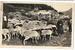 Les Pyrénées Moutons Au Paturage - Bearn