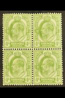 CAPE OF GOOD HOPE 1902-04 4d Olive Green, SG 75, Never Hinged Mint Block Of Four, The Upper Pair With Light Bend For Mor - Unclassified