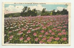 CALIFORNIA - A FLELD OF POINSETTLAS, SOUTHERN CALIFORNIA 1928 - VIAGGIATA FP - Los Angeles