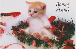 Carte Bonne Année,avec Chat,brun,blanc,chaton,ca T,beaux Yeux,nid De Sapin - Chats