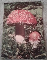 Funghi - Amanita Muscaria - Formato 14x9,60 - Mushrooms