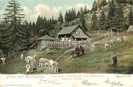 T2/T3 Hochlantsch, Almwirtschaft Zum Guten Hirten / Josef Kreil's Farm And Guest House In The Alps, Cows, Horses. Kunstv - Non Classés