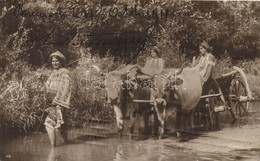 T2 1911 Romanian Folklore, Women With Oxen Cart, Photo - Ohne Zuordnung