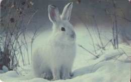 ALEMANIA. PD 13/02-2.2. FAUNA - LIEBRE. Arktische Tierwelt 3 - Schneeschuhhase. 2002-08. (096) - Rabbits