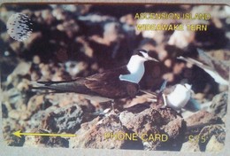 Ascension Island 3CASD Wideawake Tern 25 Pounds - Islas Ascensión