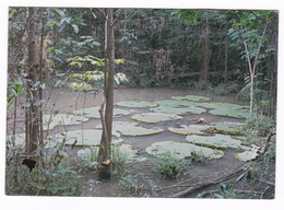 Jolie CPM Coul., Brésil, Manaus, Victoria Régia. A Voyagé En 1980 - Manaus