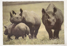 Hungary Old Uncirculated Postcard - Animals - Rhinoceros - Rhinoceros