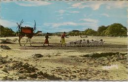 CPSM Le Visage Du Pays Somal, Caravane - Djibouti