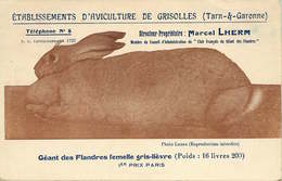 TAR ET GARONNE GRISOLLES ( Carte Publicitaire ) ETABLISSEMENT D'AVICULTURE  Directeur M .LHERM - Grisolles