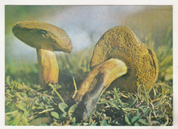 Romania Old Uncirculated Postcard - Mushrooms - Champignons