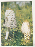 Romania Old Uncirculated Postcard - Mushrooms - Mushrooms