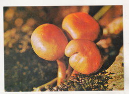 Romania Old Uncirculated Postcard - Mushrooms - Mushrooms