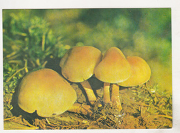 Romania Old Uncirculated Postcard - Mushrooms - Mushrooms