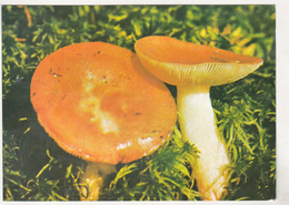 Romania Old Uncirculated Postcard - Mushrooms - Champignons