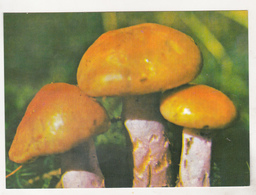 Romania Old Uncirculated Postcard - Mushrooms - Mushrooms