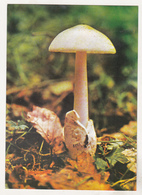 Romania Old Uncirculated Postcard - Mushrooms - Mushrooms