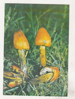 Romania Old Uncirculated Postcard - Mushrooms - Champignons