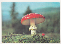 Romania Old Circulated Postcard - Mushrooms - Champignons