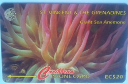 52CSVG Giant Sea Anemone EC$20 - San Vicente Y Las Granadinas