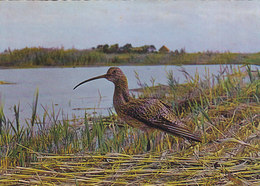 Neusiedlersee - Brachvogel 1965 - Neusiedlerseeorte