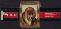 Mandril Mandrill Monkey - Animal Mammals - Belgium Belgique - TAF - CIGAR CIGARS Label Vignette - Etiketten