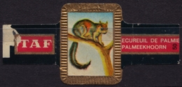 Palm Squirrel - Animal Mammals - Belgium Belgique - TAF - CIGAR CIGARS Label Vignette - Etichette