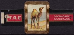 Dromadaire Dromedar Camel  - Animal Mammals - Belgium Belgique - TAF - CIGAR CIGARS Label Vignette - Etiquetas