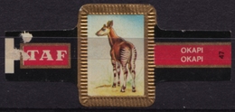 OKAPI - Animal Mammals - Belgium Belgique - TAF - CIGAR CIGARS Label Vignette - Etiquettes