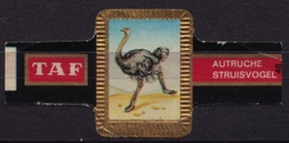 Ostrich Autruche - Bird Mammals - Belgium Belgique - TAF - CIGAR CIGARS Label Vignette - Labels
