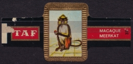 Macaque Meerkat Monkey - Animal Mammals - Belgium Belgique - TAF - CIGAR CIGARS Label Vignette - Labels