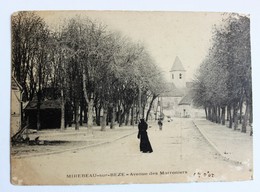 CPA 21 Mirebeau Sur Bèze Avenue Des Marroniers 1906 Tampon OR - Mirebeau