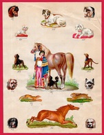 Petite Planche De DECOUPIS ANCIENS Fin XIXe Numérotés (échantillons ?) Animaux Dont Chien & Cheval * Chromo Chromos - Animali