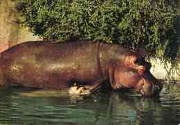 HIPPOPOTAME AMPHIBIE Avec Son Petit - Ippopotami